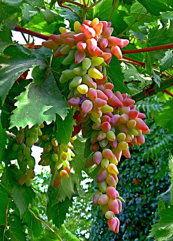сорт винограда Оригинал средне-позднего созревания. крупная гроздь  